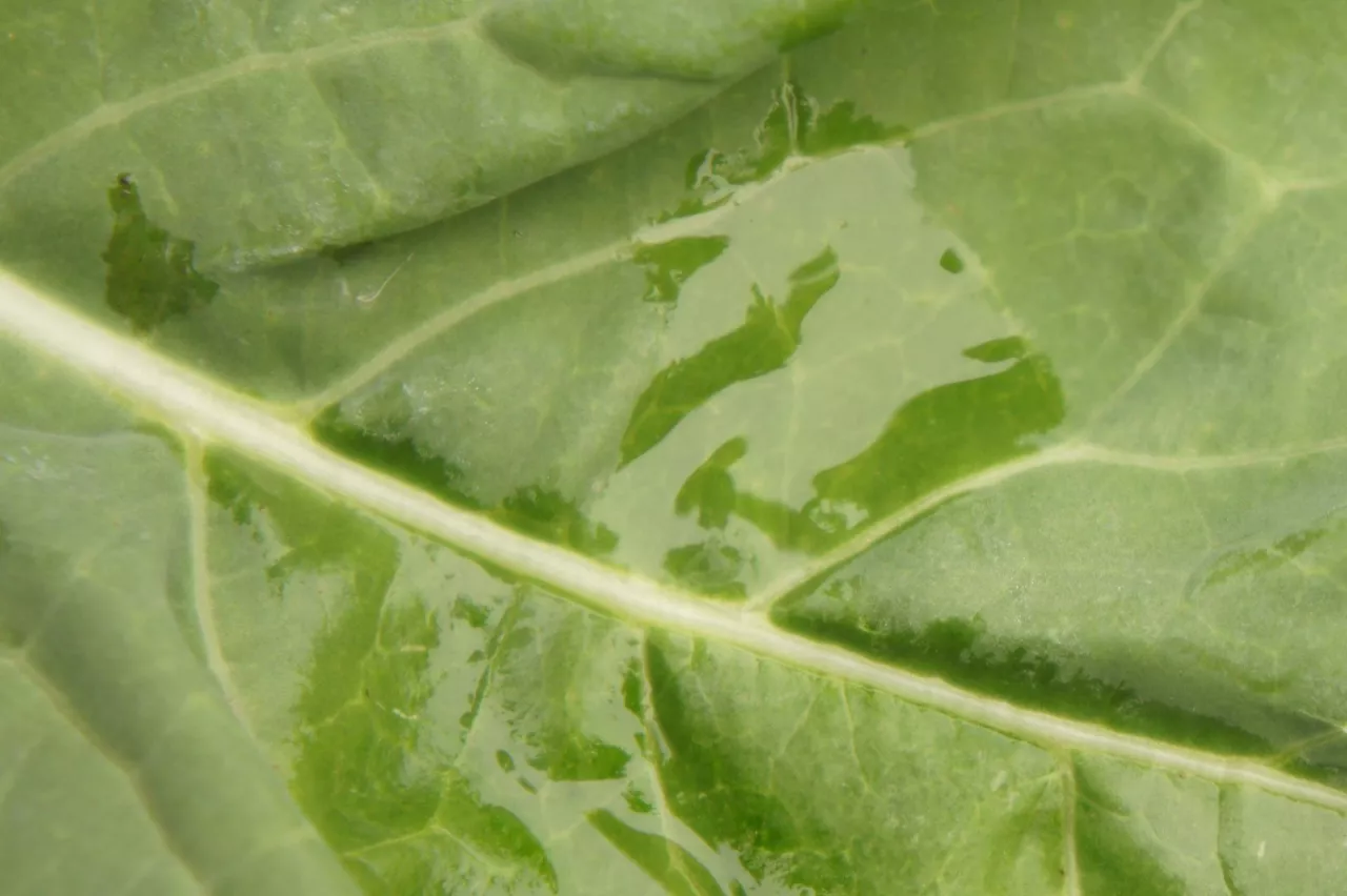 adiuwanty, liść, stosowanie adiuwantów