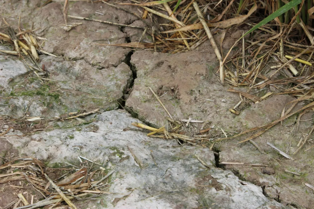 susza, susza rolnicza