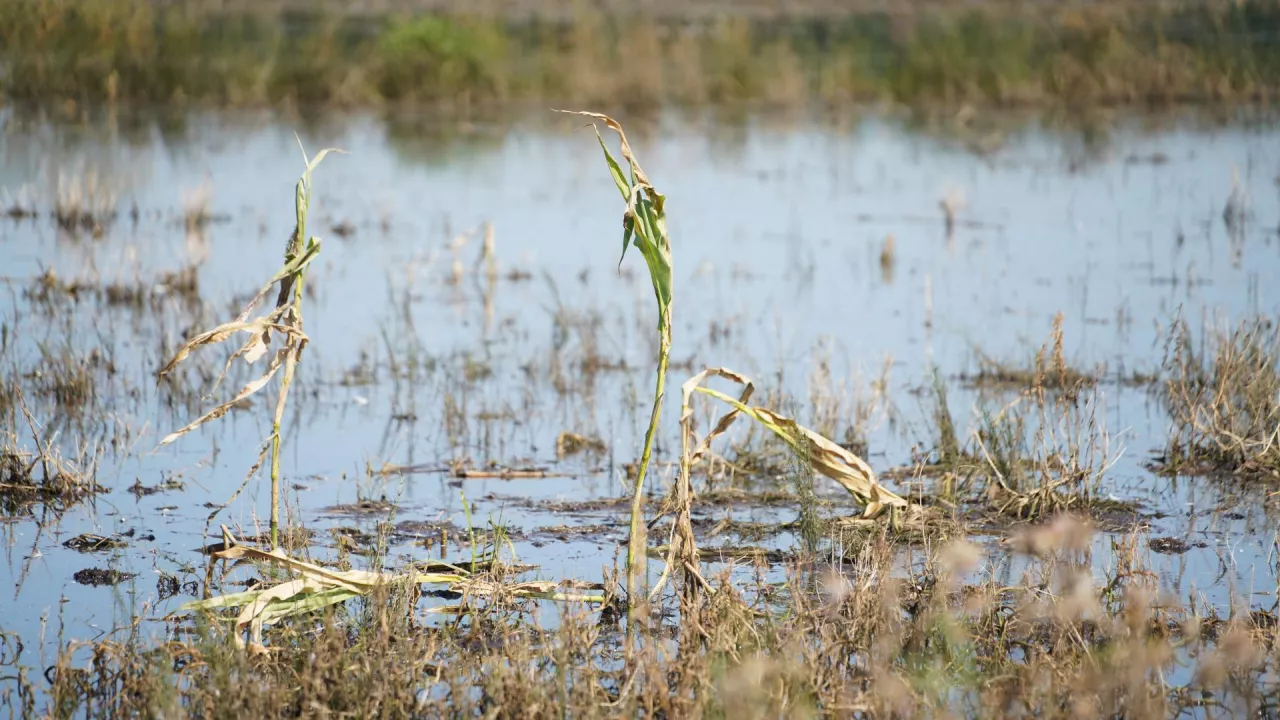Tylko 20 proc. rolników korzysta z dopłat do ubezpieczeń! Jakie przyczyny i co zwykle ubezpieczają rolnicy?