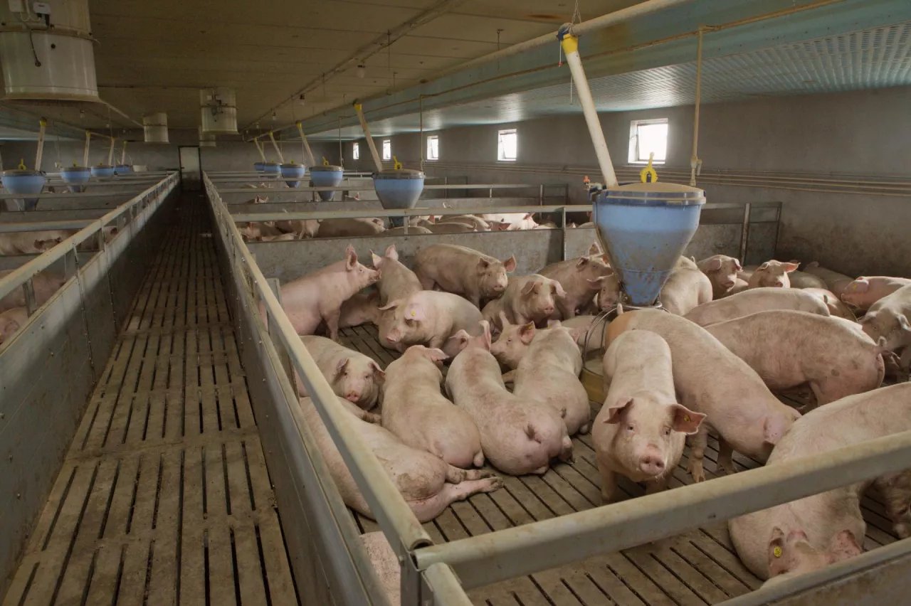 Koniec chlewni i obór jakie znamy? Rolnicy boją się masowych upadłości