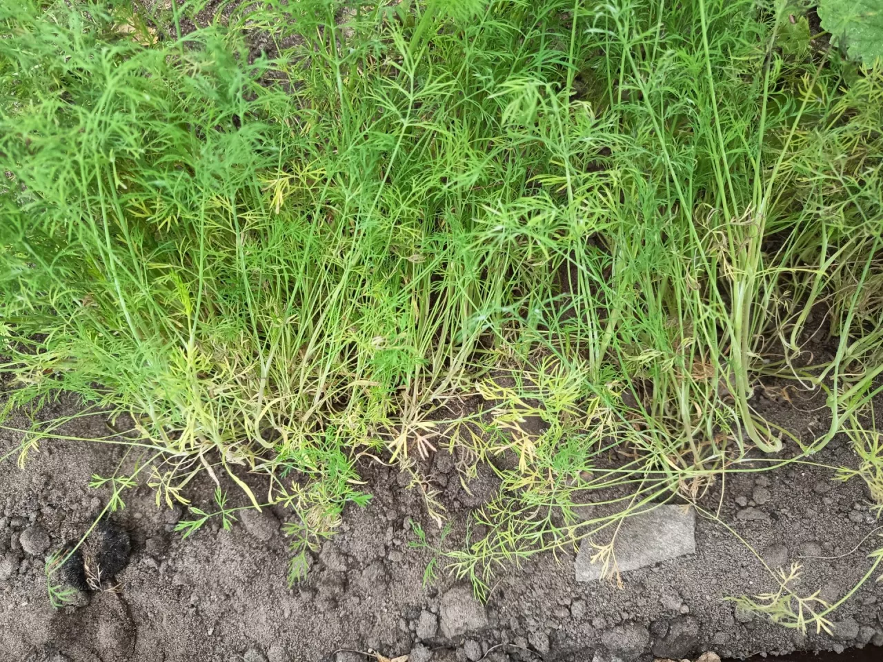 Koperek należy wysiać najwcześniej w grudniu, ponieważ zimowe warunki przetrzymają jedynie nasiona