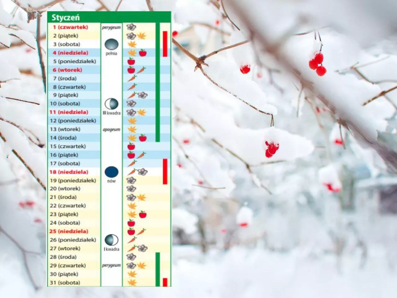 Kalendarz biodynamiczny na styczeń. Sprawdź, co robić, żeby rośliny ruszyły idealnie