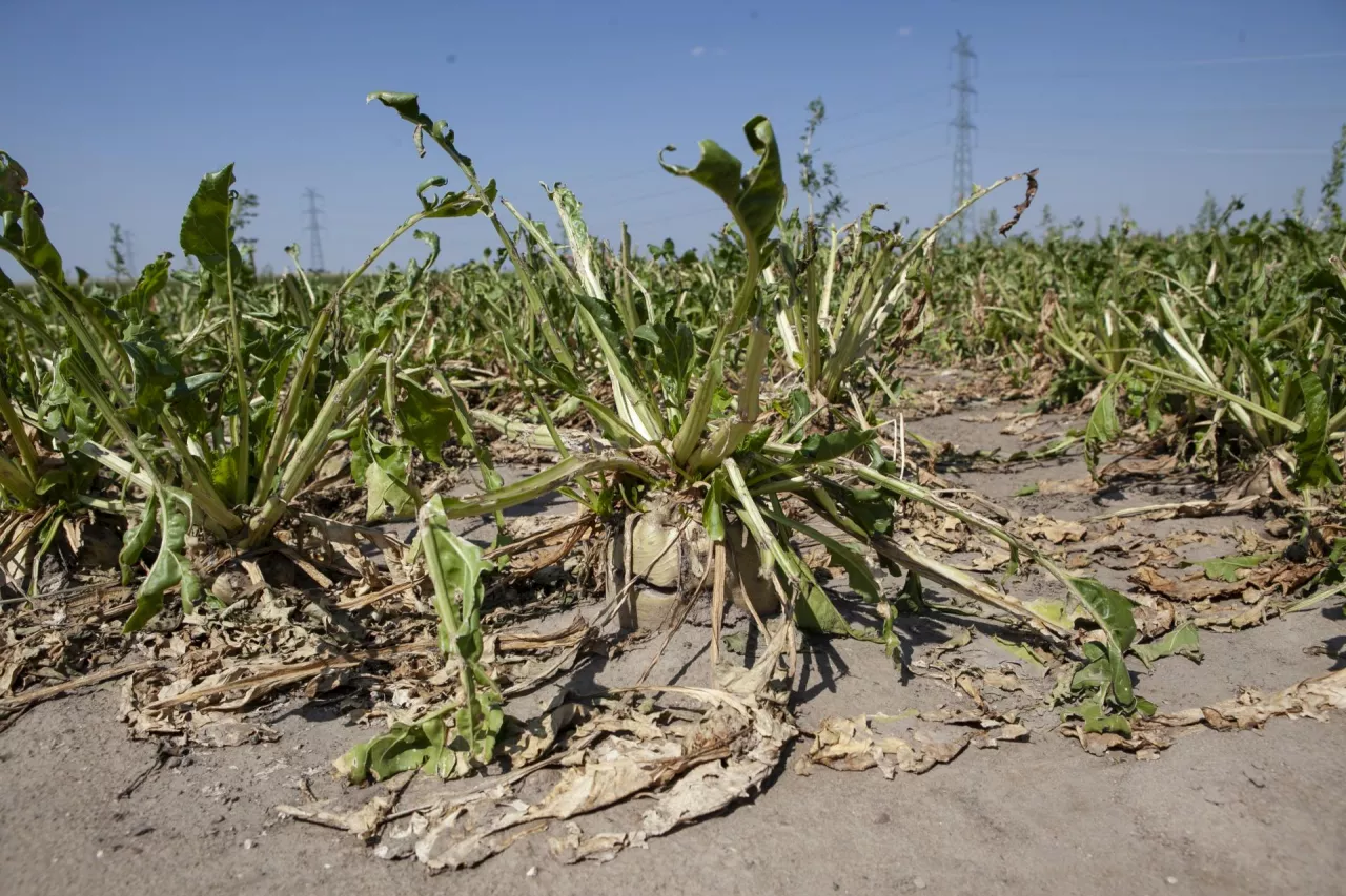 Najwięcej polis ubezpieczeniowych dotyczy ryzyka gradu, chodzi o spełnienie obowiązku minimum. 