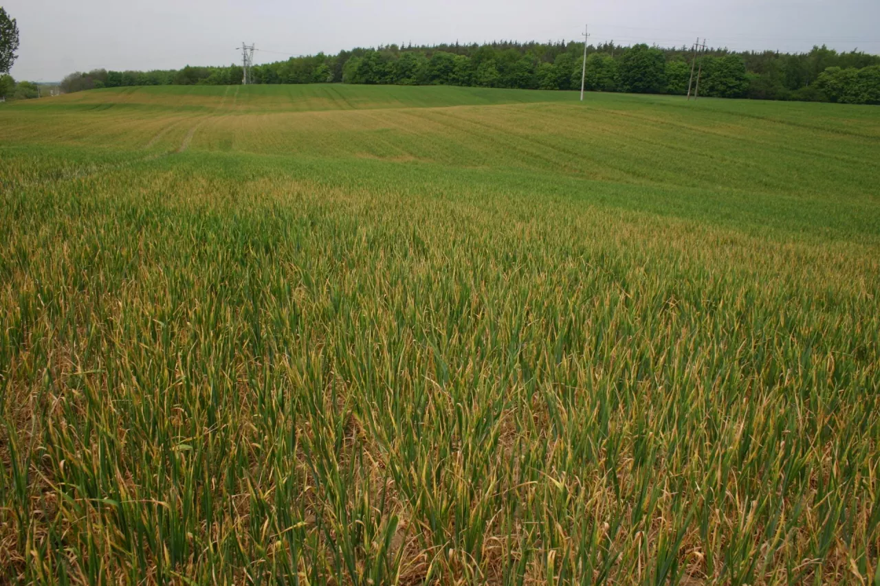 Rolnicy potrzebują jednak nie tylko sprawnego systemu szacowania strat, ale także powszechnego taniego systemu ubezpieczeń