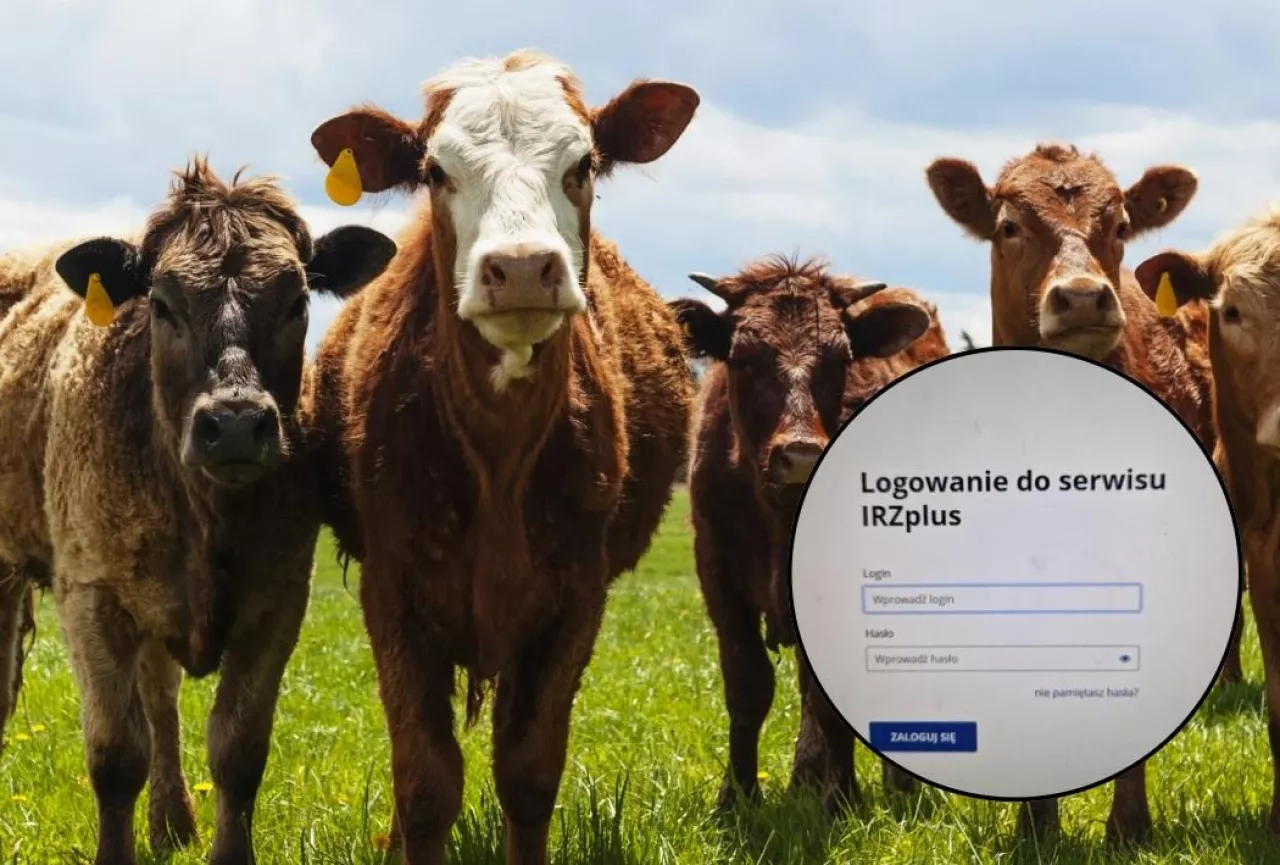 IRZplus logowanie