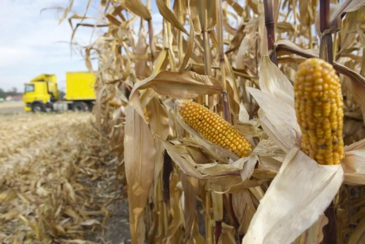 kukurydza w trakcie żniw