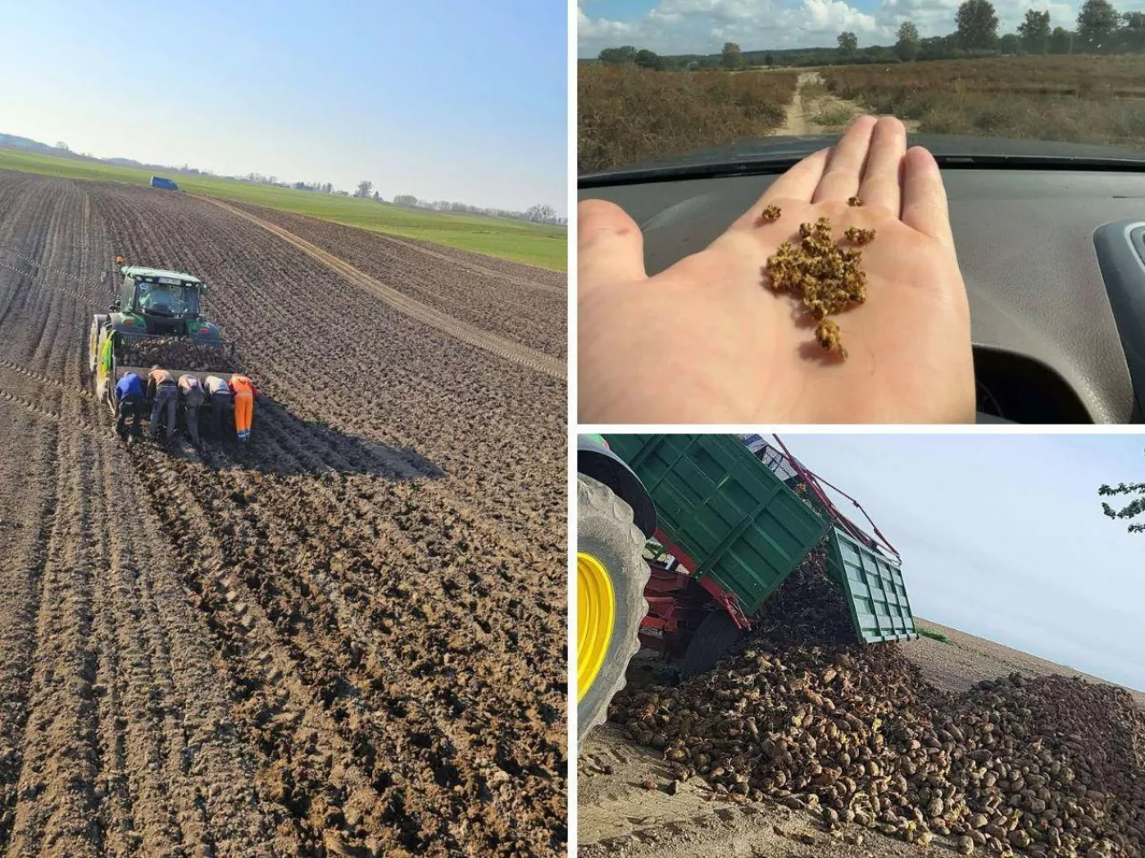 MHR nie odbiera nasion od rolników