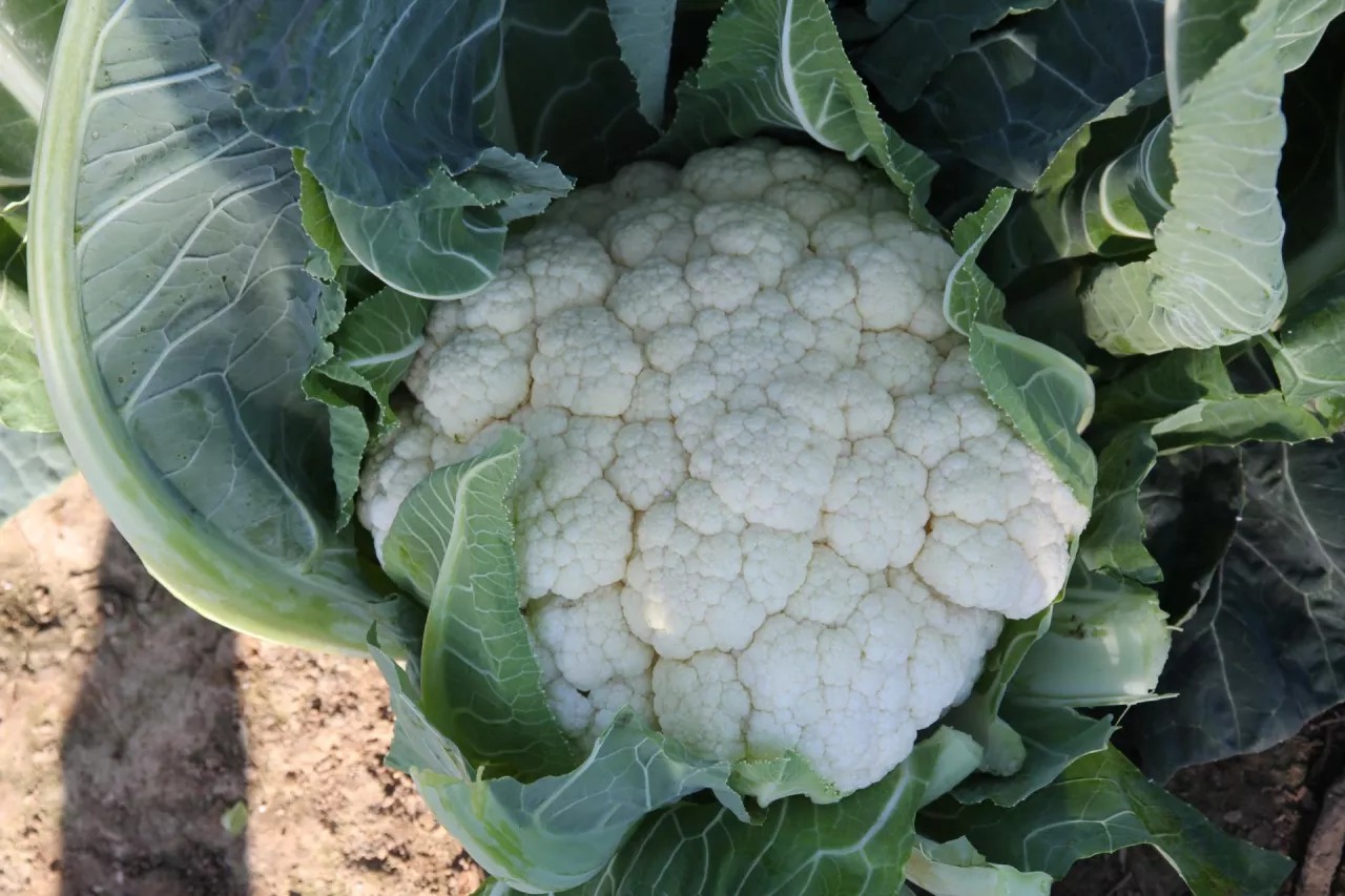 kalafior, uprawa kalafiora