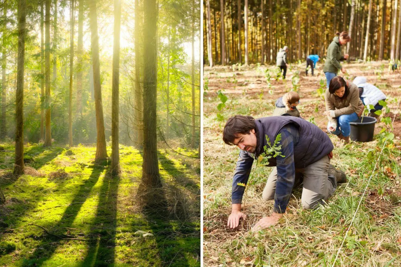 las, nasadzenia, pieniądze
