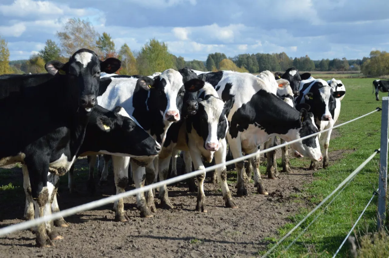 Niemcy już zagłosowali? A Ty? Nie pozwól, aby inni zdecydowali, jak masz hodować zwierzęta