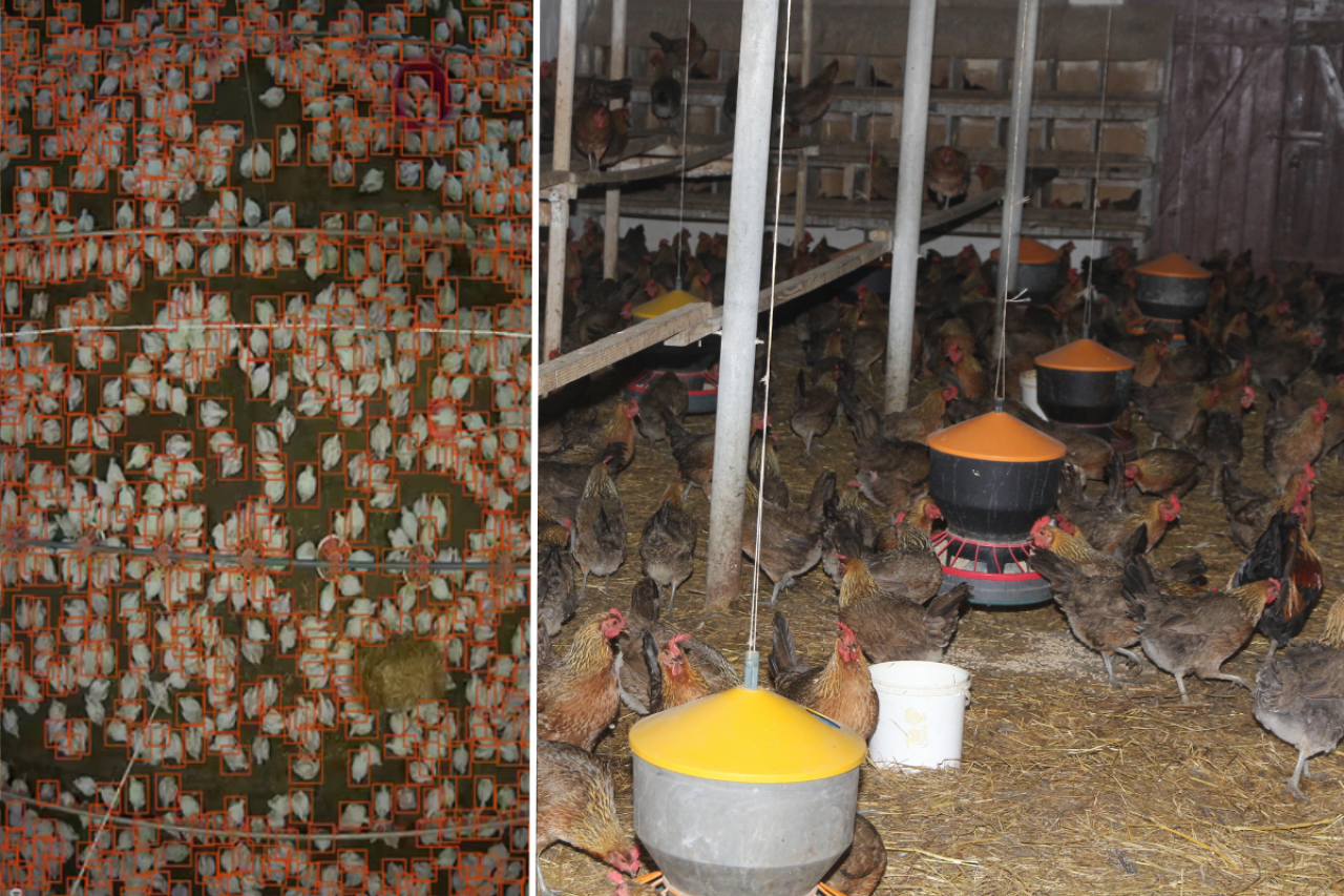 System AI monitorujący stado kur w kurniku z automatycznym wykrywaniem ptaków i obsadą