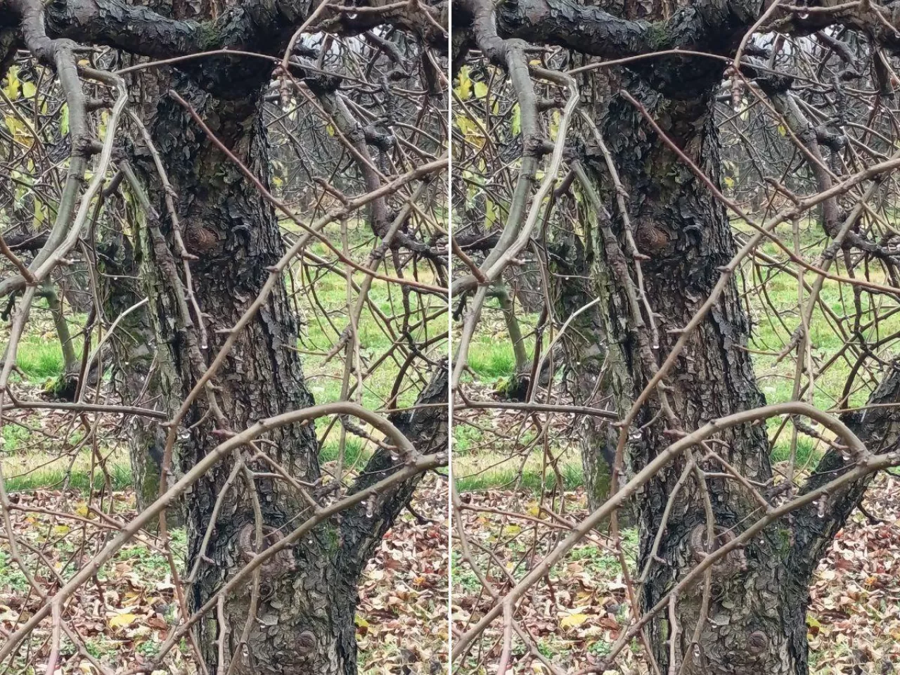 Te szkodniki już są w sadach. Ruszą jako pierwsze na wiosnę