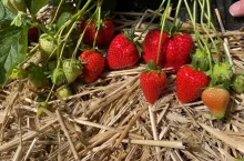 Odmiana truskawek &#039;Red Makalu&#039;