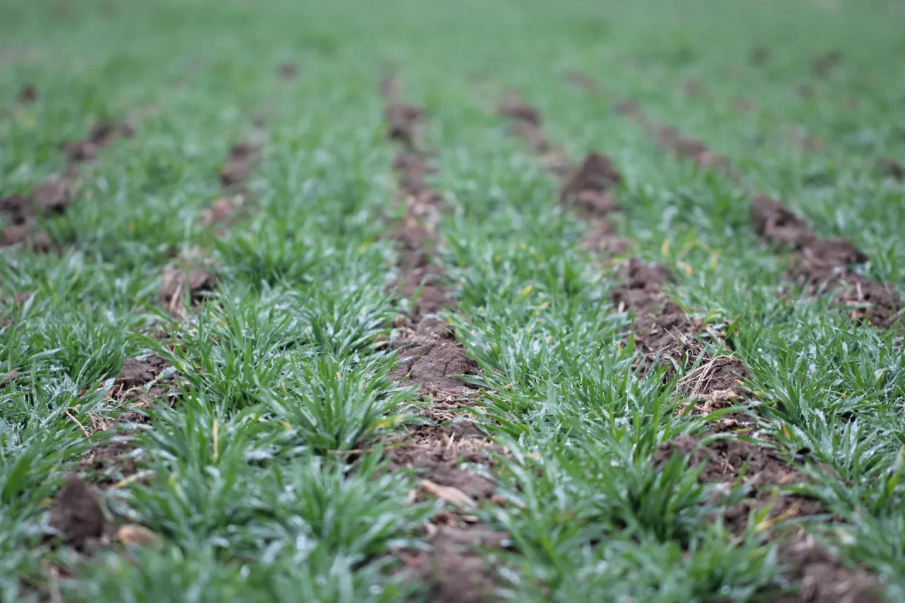 Jęczmień ozimy zasiany w technologii strip-till