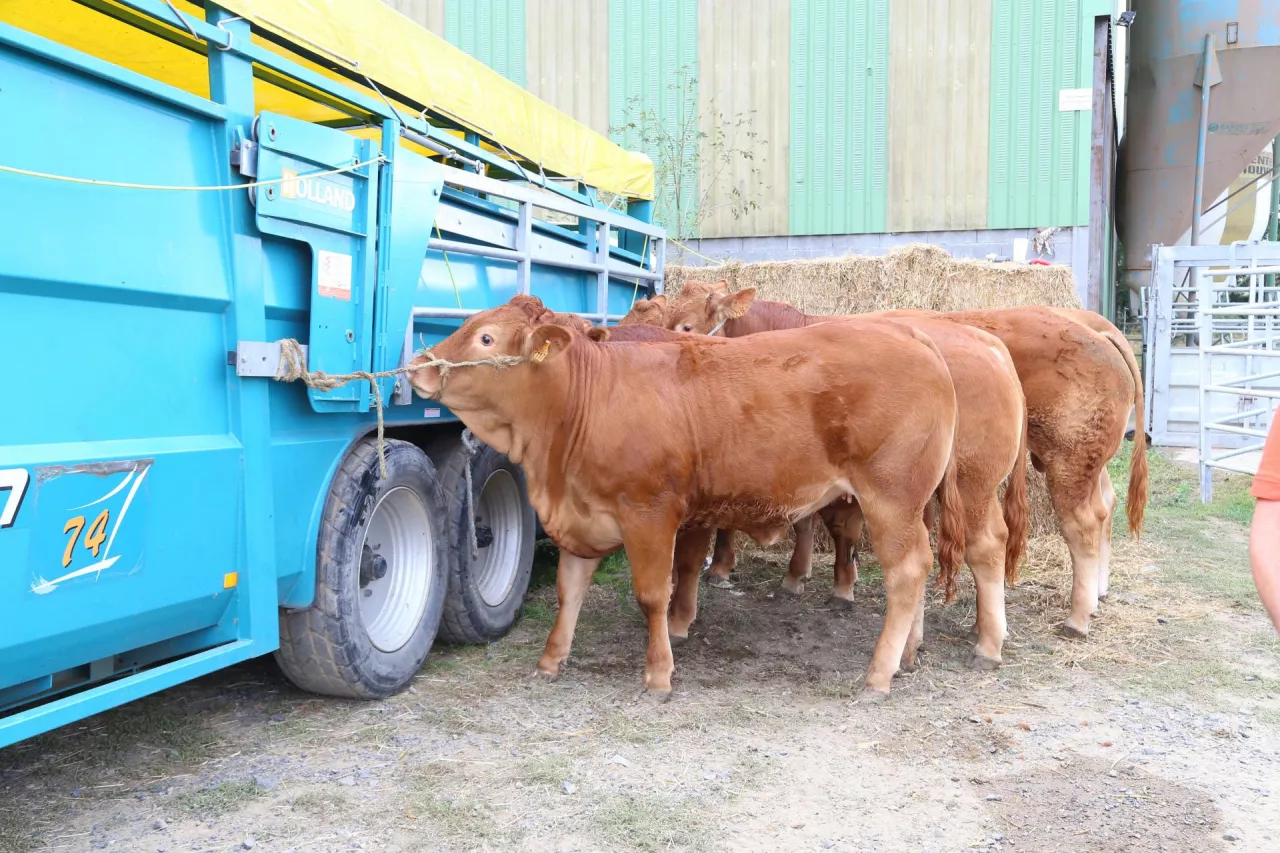Jakie będą ceny bydła 2026?