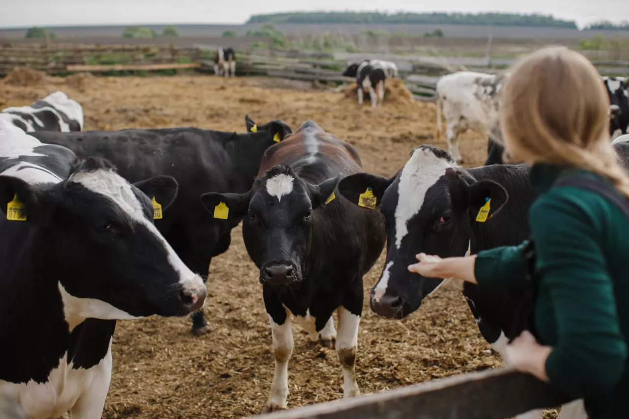 Kto naprawdę decyduje o cenach mleka w Polsce?