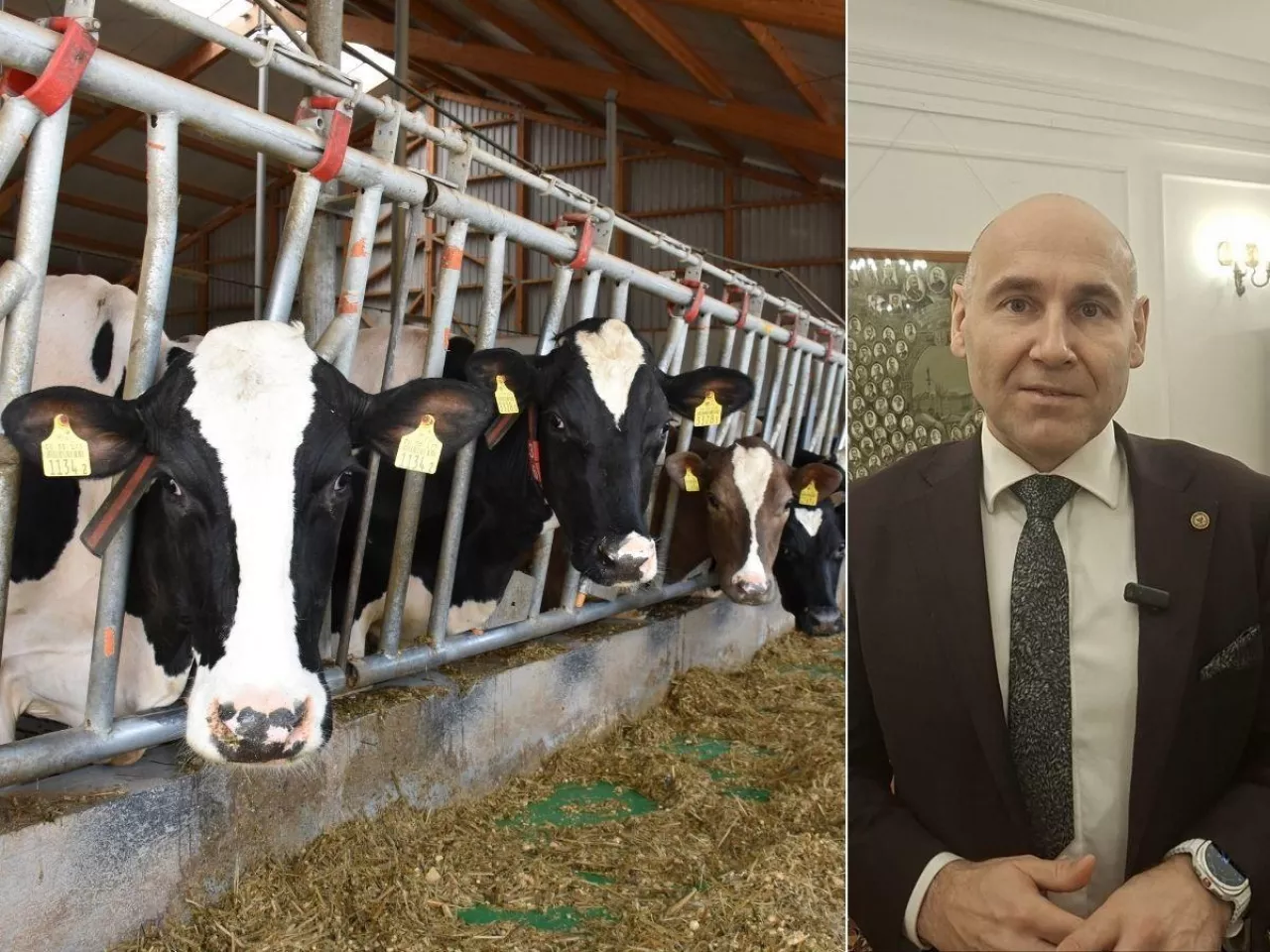 Krowy można karmić taniej. Profesor ujawnia, gdzie uciekają pieniądze