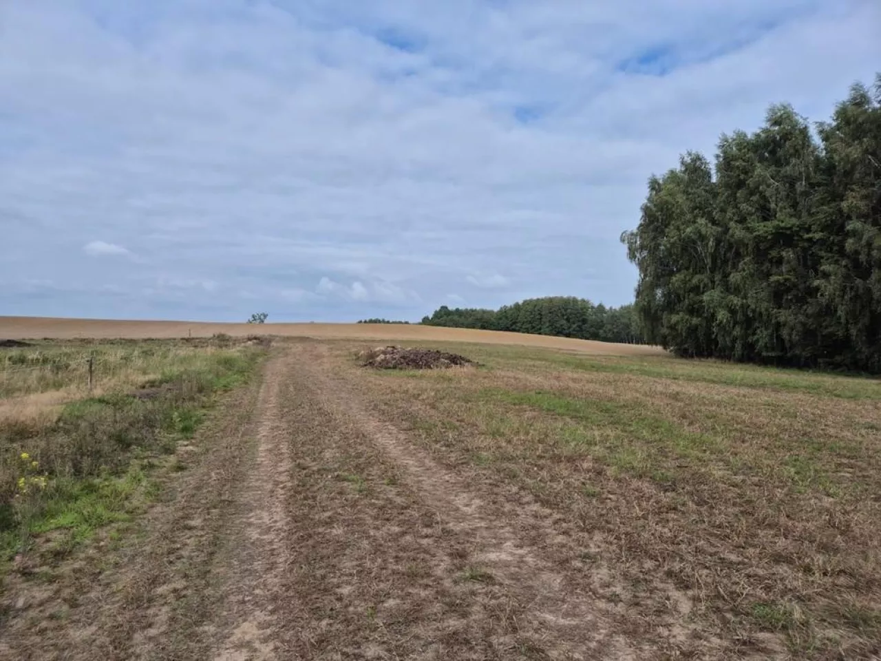 Obornik, obornik na polu, składowanie obornika