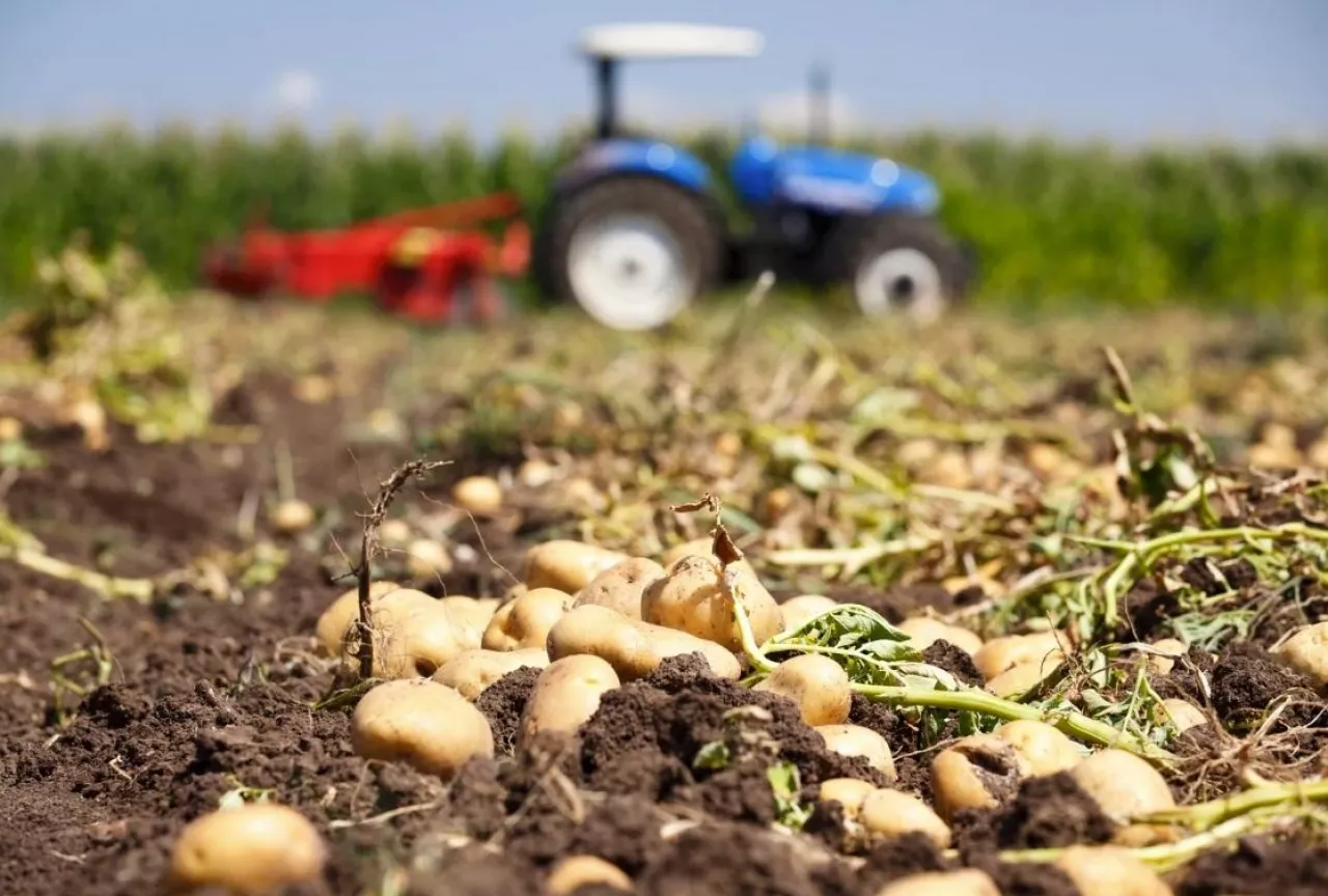 nawozy wapniowe, znaczenie dla roślin, rodzaje nawozów, ziemniaki
