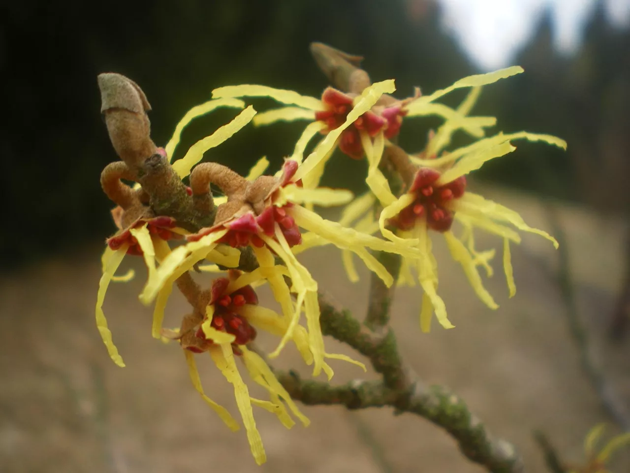 Oczar, oprócz walorów dekoracyjnych, wykazuje właściwości lecznicze i kosmetyczne