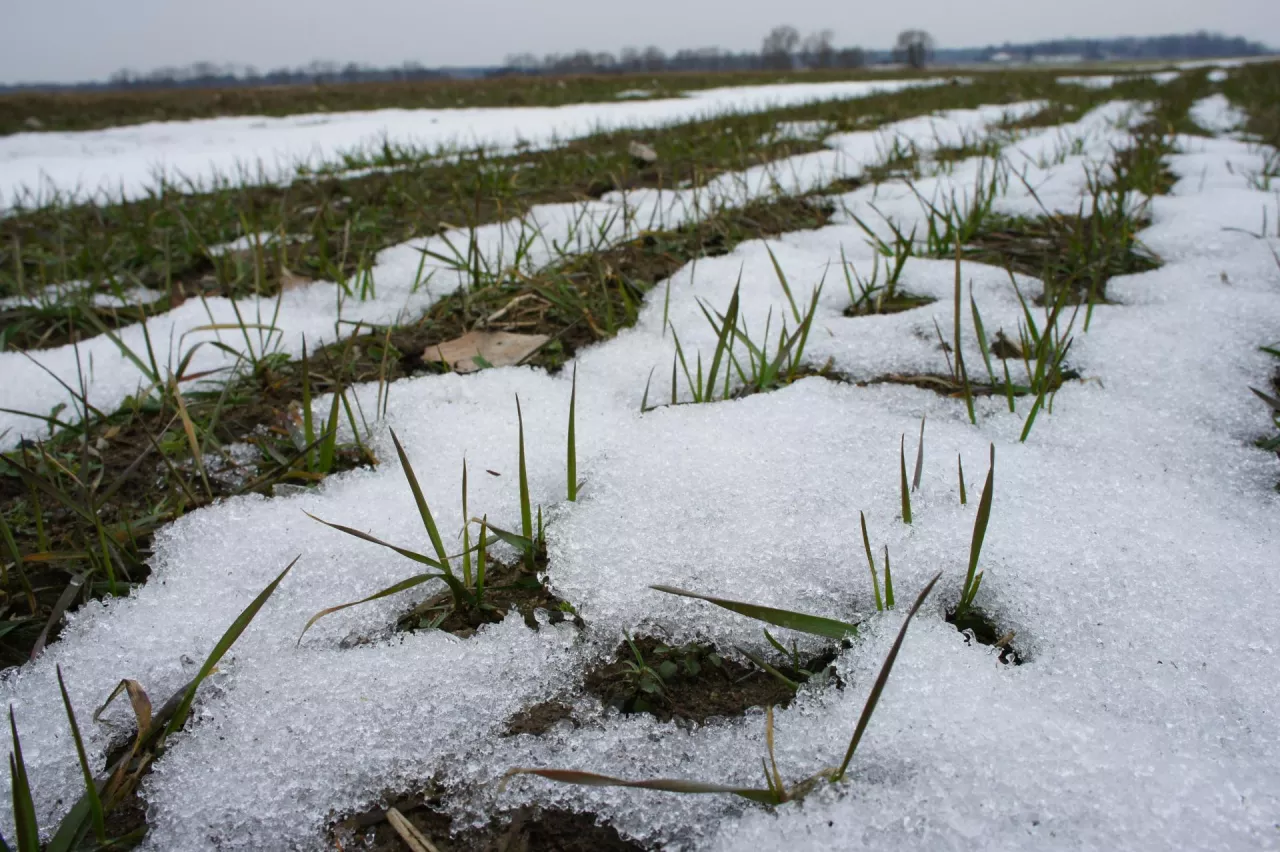Pleśń śniegowa występuje w zbożach i największe straty wyrządza w kolejności w życie, jęczmieniu i pszenicy. Jest też bardzo groźna na użytkach zielonych, a najbardziej podatne są na nią życice. Choroba nasila się w sezonach z intensywnymi opadami śniegu na niezamarzniętą glebę, ale także z zimami bezśnieżnymi, ale z intenstywnymi opadami deszczu 