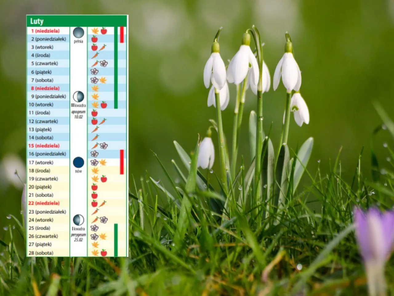 Kalendarz biodynamiczny na luty 2026. Co siać, ciąć i chronić w ogrodzie?