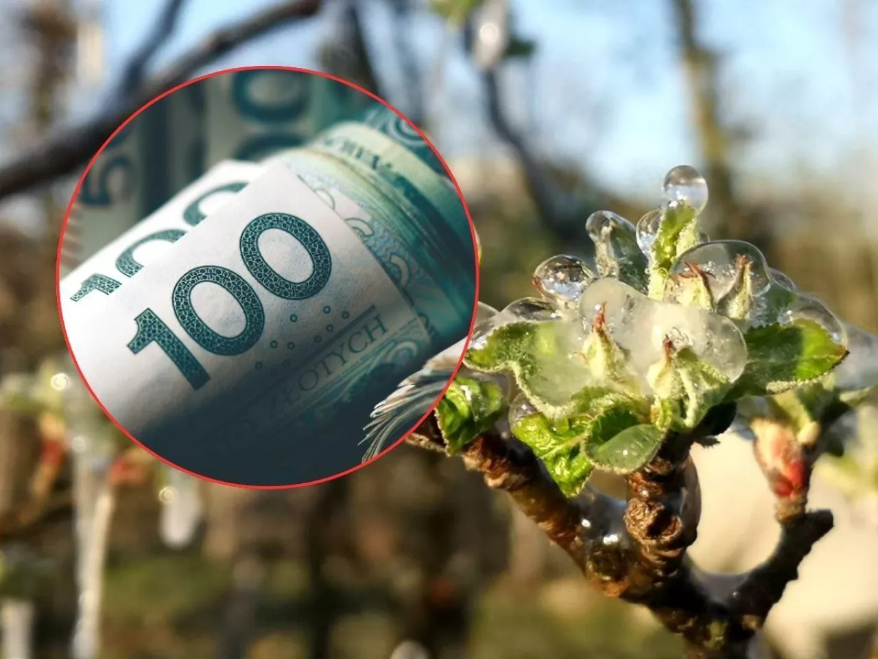 Rolnikom zostało kilka dni. 2400 zł do hektara przepadnie bez tych załączników