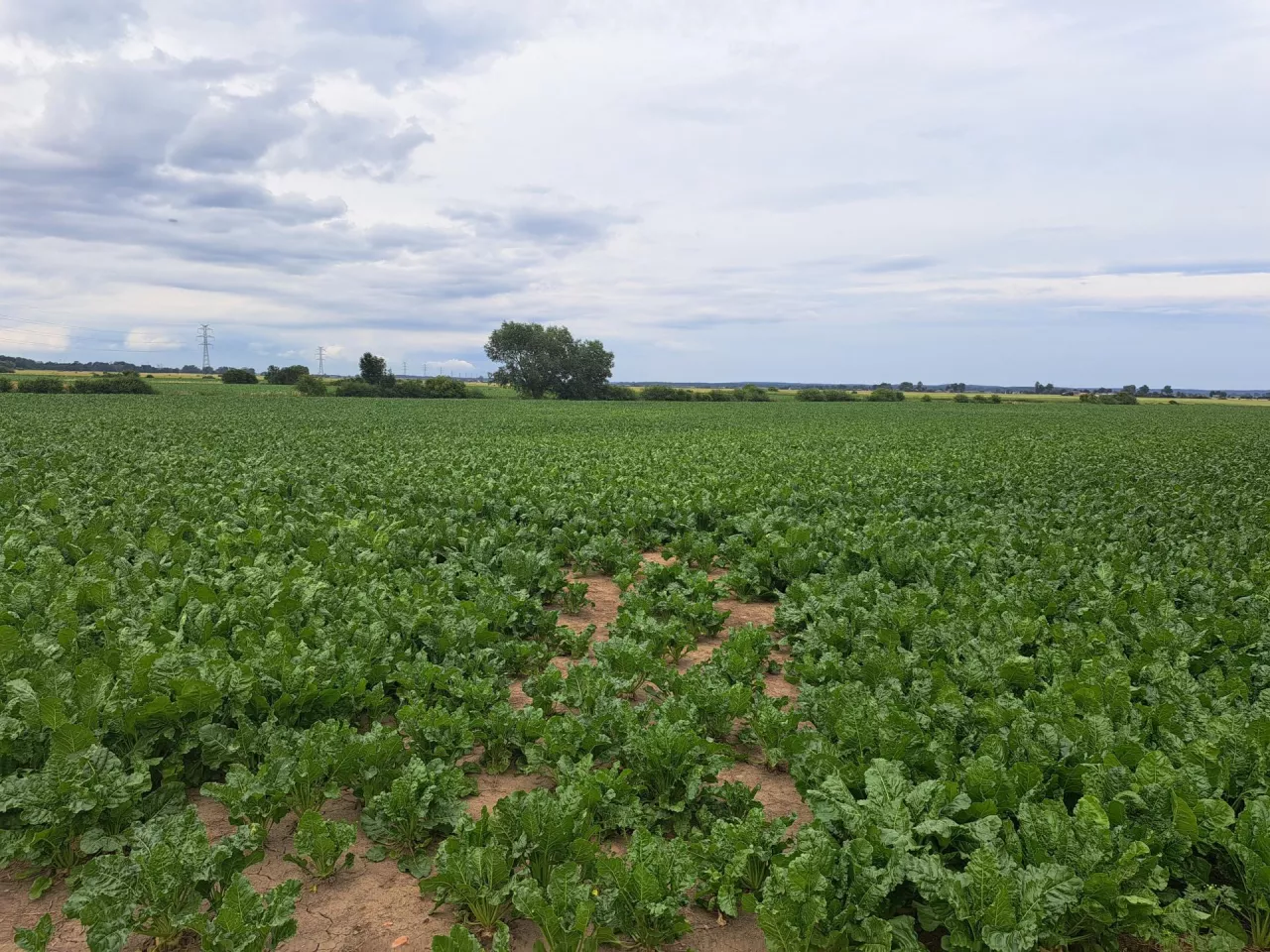 buraki, buraki cukrowe