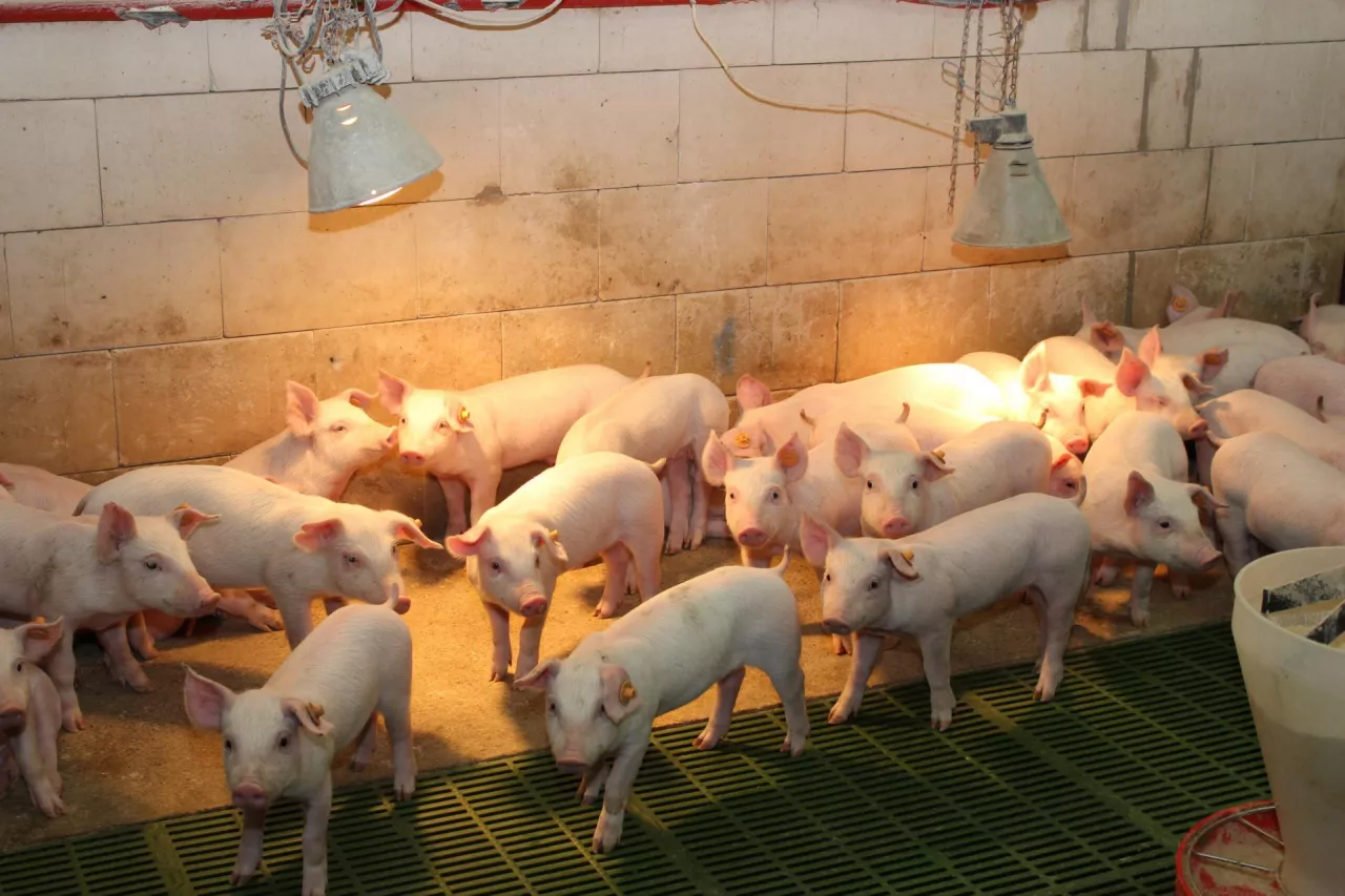 prosięta odchowalnia