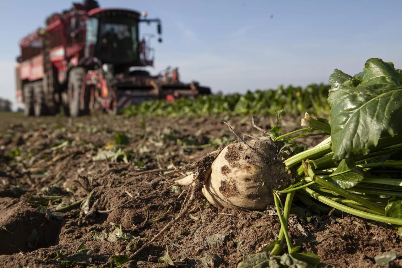 Słodki biznes na burakach cukrowych 