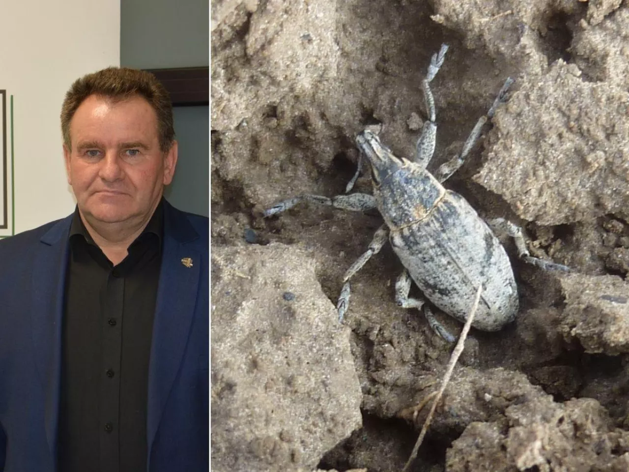 Buraki giną na polach. Rolnicy alarmują: to zagrożenie dla całej branży 