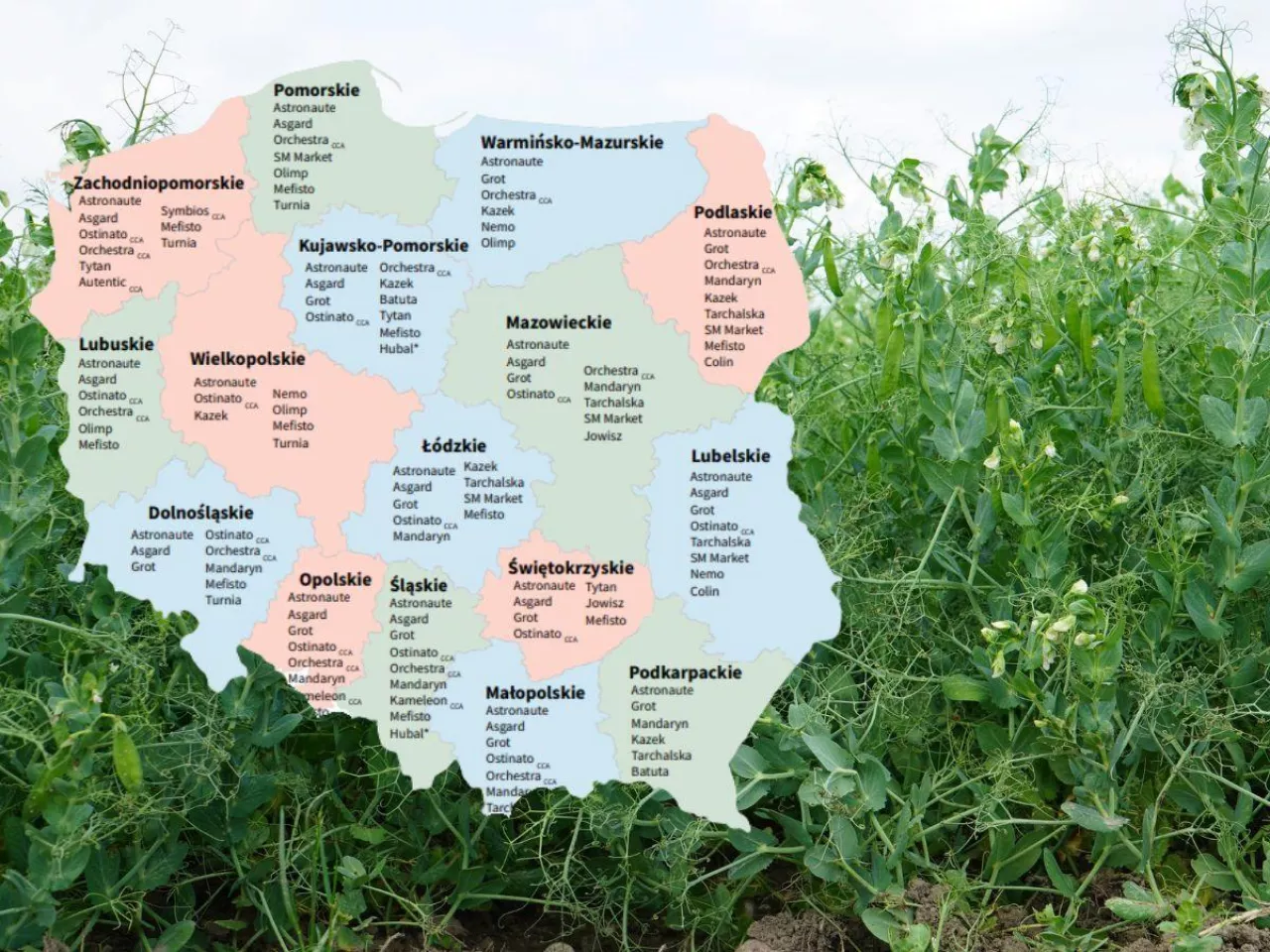 Groch siewny: Lista Odmian Zalecanych