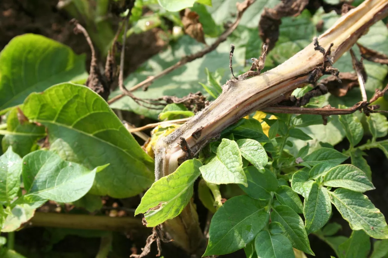 zaraza ziemniaka forma łodygowa 