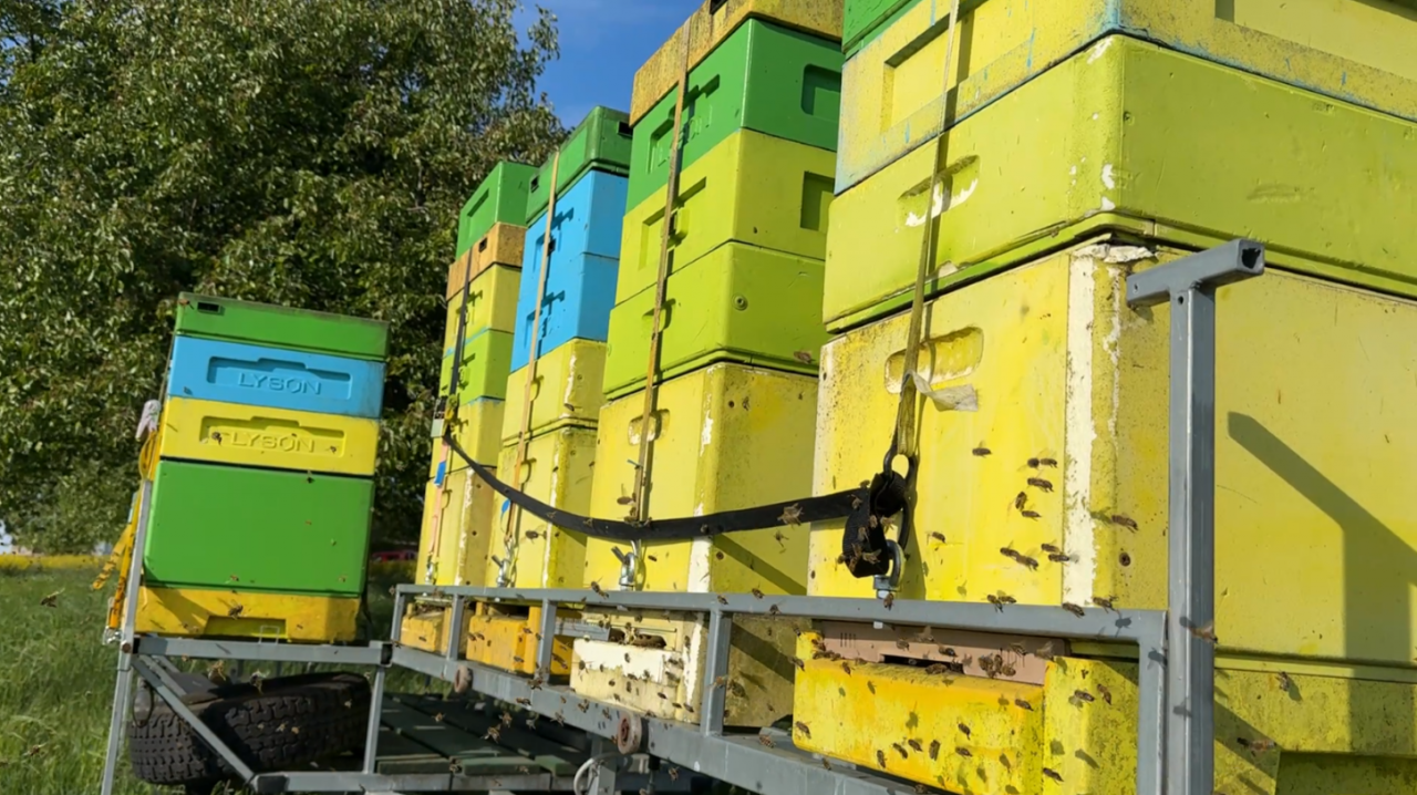 Pszczoły w pracy - pasieka wędrowna