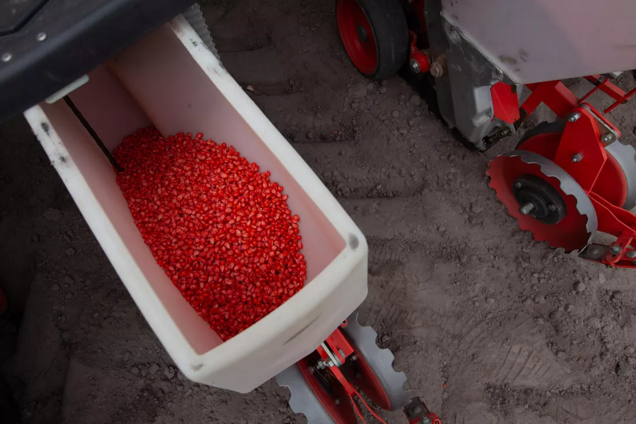 Nasiona kukurydzy w siewniku 