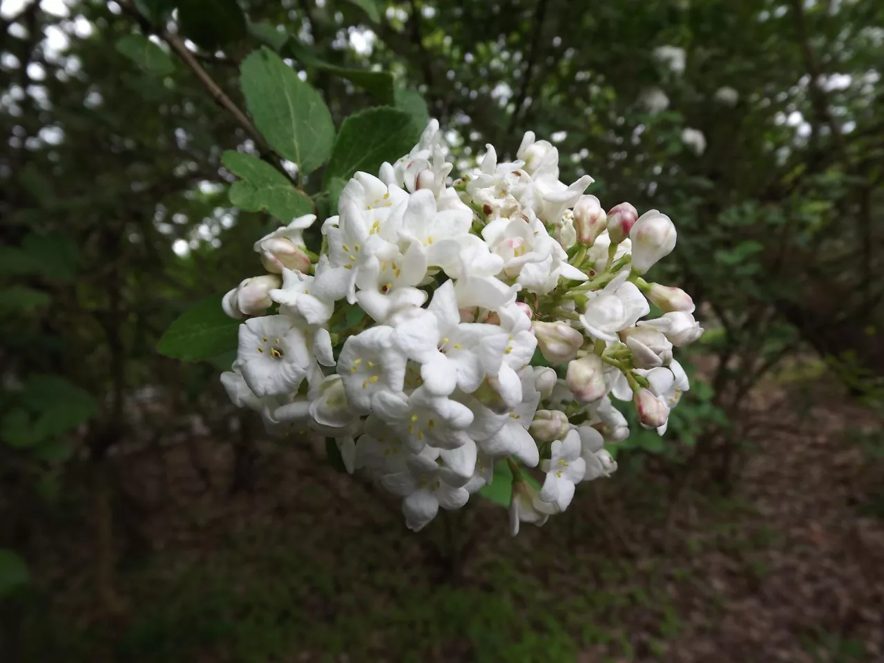 Kalinę angielską charakteryzują ciekawe kwiaty o pięknym zapachu