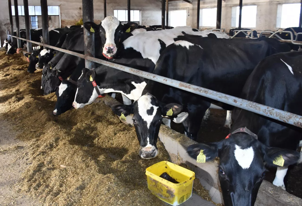 Krowy mleczne pobierajace paszę w oborze