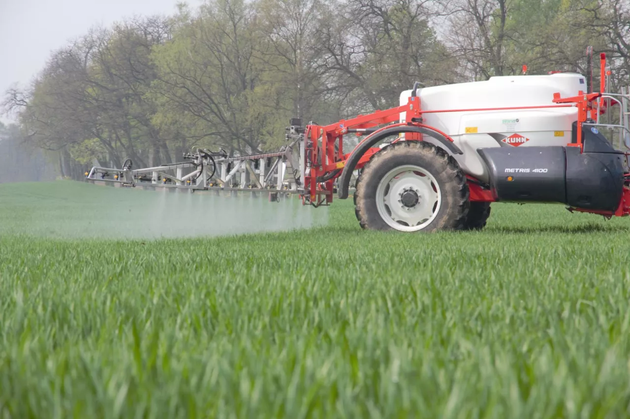 zabieg T1 w pszenicy wiosną