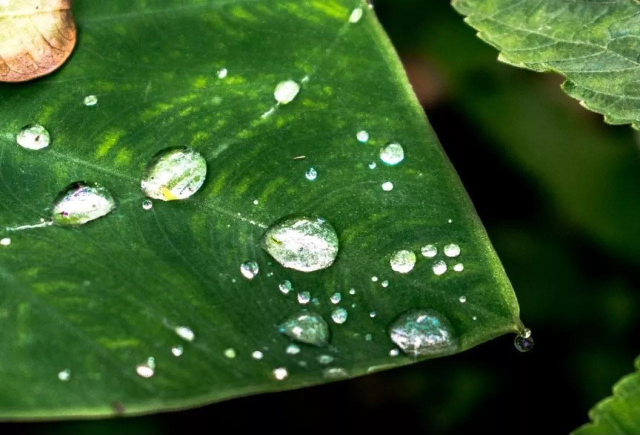 powłoka woskowa na liściu