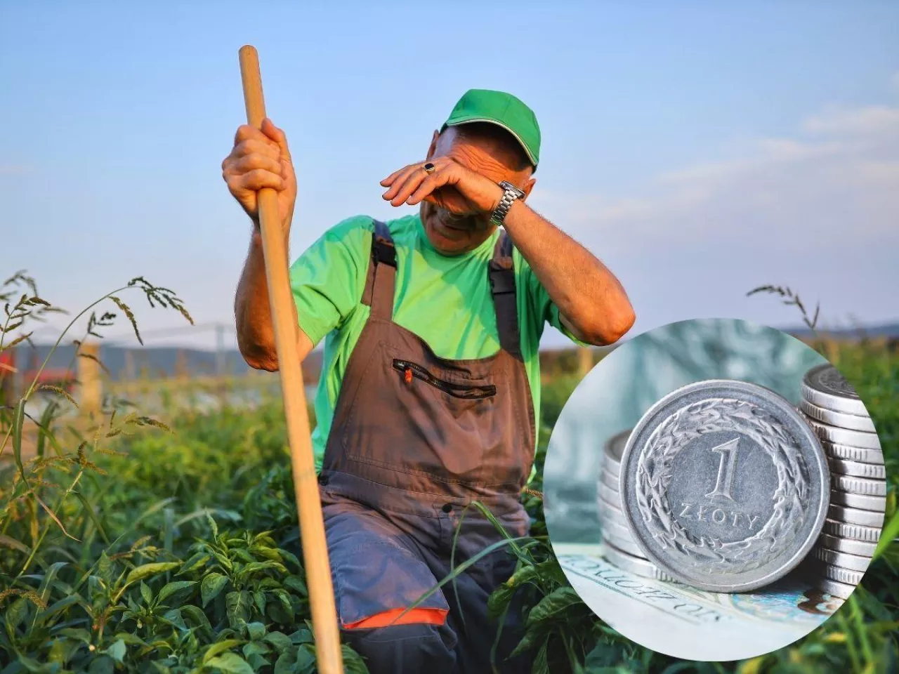 rolnik na polu, monety w prawym dolnym rogu