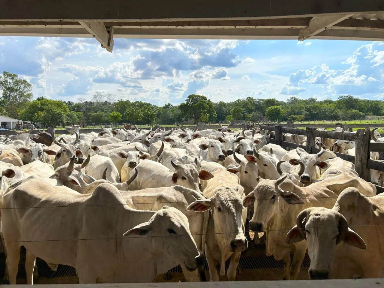 Stado bydła hodowlanego rasy nelore zgromadzone w zagrodzie na terenie gospodarstwa rolnego w kraju Mercosur. Produkcja bydła mięsnego prowadzona na dużą skalę.