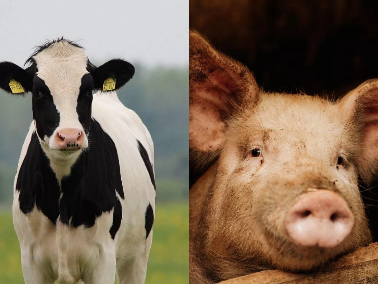 Zniknęły 1/3 loch i 8 mln sztuk bydła. Szokujące dane o hodowli w UE