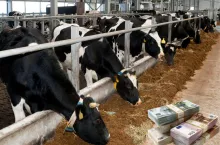 Ceny mleka runęły. Gospodarstwo traci 5500 zł dziennie i karmi cielęta mlekiem na sprzedaż