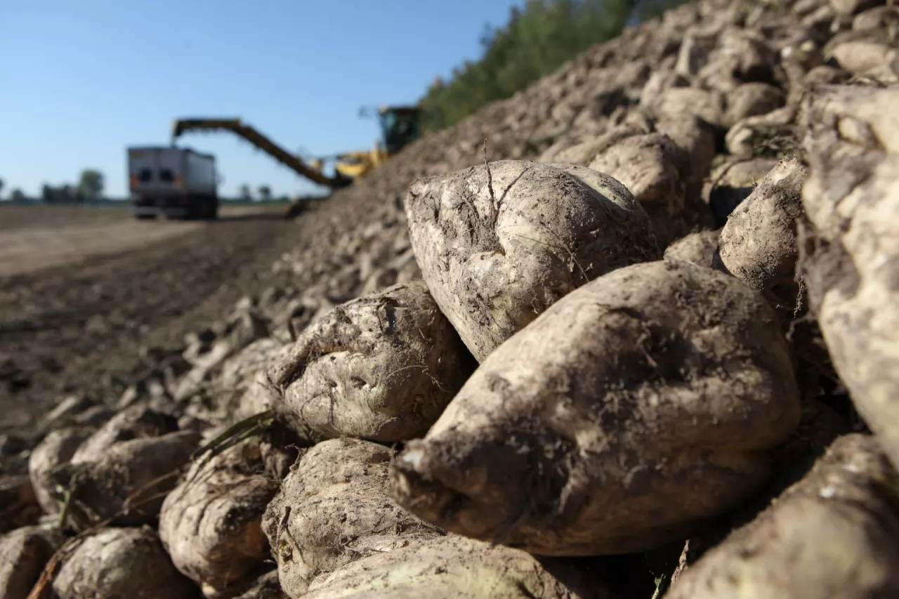 burak cukrowy, nawożenie