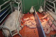 preparat mlekozastępczy 