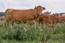 krowa, pastwisko, ekologia