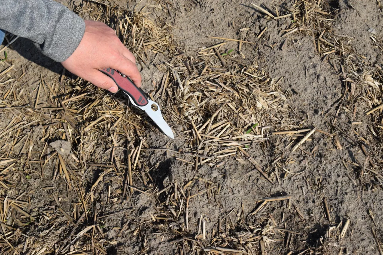 mulcz, resztki pożniwne