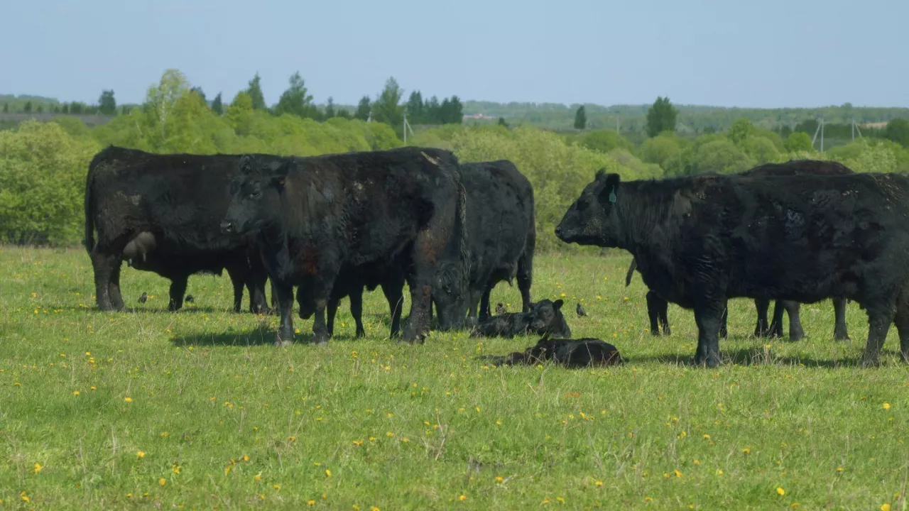 Bydło rasy angus na pastwisku
