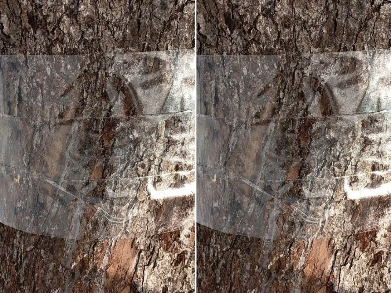 Załóż opaski zanim ruszą szkodniki. Prosty trik bez chemii