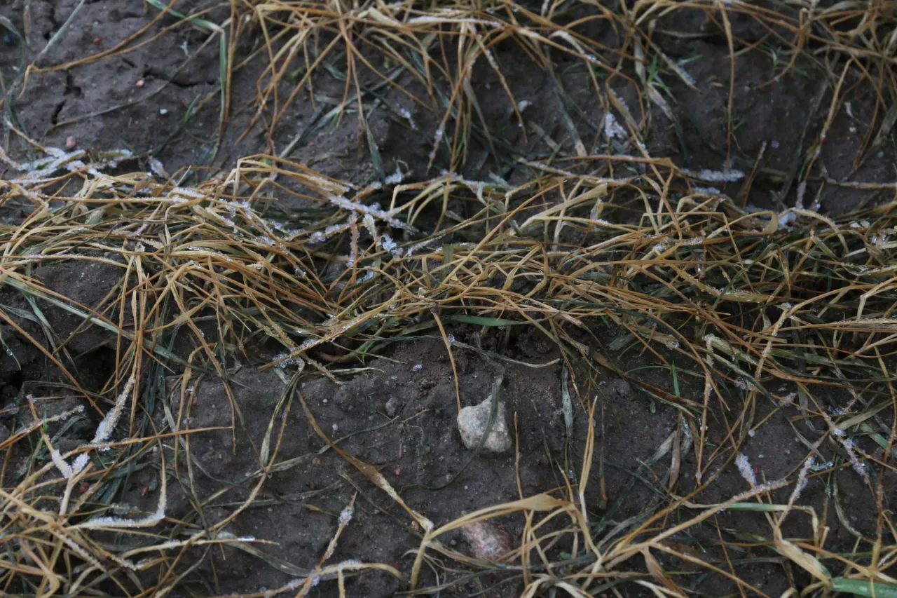 wymarznięte pszenżyto